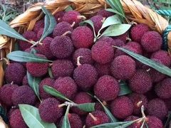 -西山樟坞健康果园枇杷杨梅采摘