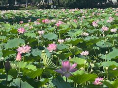 -荔湾湖公园