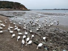 -烟墩角天鹅湖