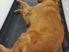 -宠颐生动物医院·心脏科·保险定点(锦阳分院)