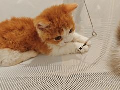 -首开·龙湖成都西宸天街