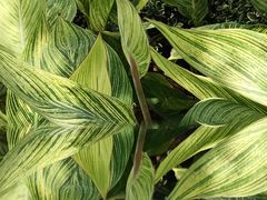 -泰煌鸡·上海白斩鸡·鸡汤面(万航店)