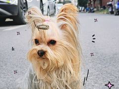 -宠爱多约克夏马尔济斯泰迪小型犬专卖