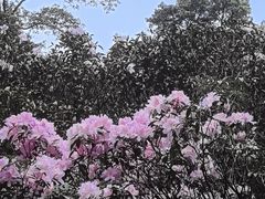 -梧桐山风景名胜区