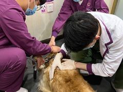 -宠爱国际维尼动物医院·疑难骨科·神经外科·肿瘤科(丰潭路店)