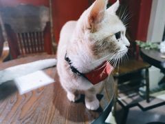 -猫色咖啡·猫咖