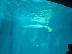 -海合安成都极地海洋公园