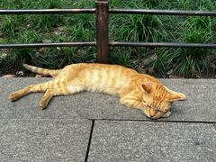 -西园寺素食(西园弄戒幢律寺店)