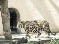 -大青山野生动物园