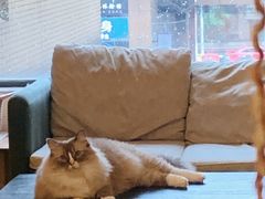 -滚猫咖啡·猫咖·猫友好撸猫(未来城店)