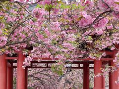 -大慈恩寺(大雁塔)