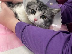 -北京观赏动物医院·24小时大型综合·猫专科·异宠专科