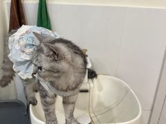 -共舞时光猫咖·狗咖(新街口店)