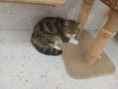 -喵园·猫主题咖啡厅·撸猫·猫咖(国贸店)