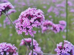 -杭州城北体育公园