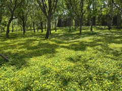-泰丰公园