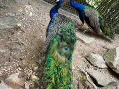 -泉州海丝野生动物世界