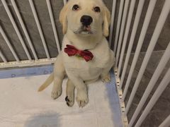 -宠颐生·恒爱宠物医院(静海店)