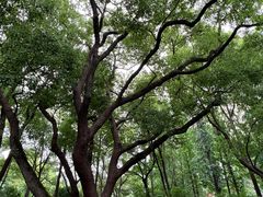 -徐家汇源景区-衡山公园