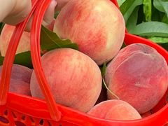 -老袁家蜜桃农场·阳山水蜜桃