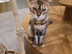 -飞行喵MR PILOT|猫舍·猫咖(静安大融城店)
