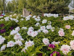 -莲花池公园