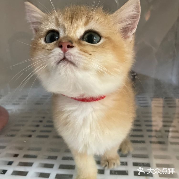 哗🙀全网no.1的猫舍原来在这里㊙️养猫有明灯🐈保180天