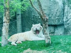 -北京野生动物园