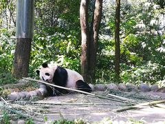 滚滚们-碧峰峡风景区