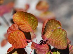 -北京西山国家森林公园