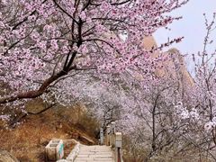 -北京凤凰岭
