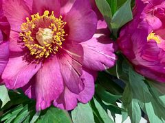 -L.C FLORA花予你(城西银泰城店)