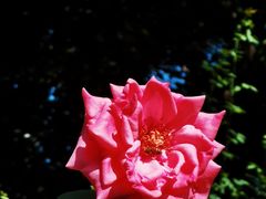 -深圳市中科院仙湖植物园