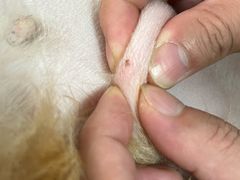 -瑞派·关忠动物医院·猫专科·犬专科(三环新城店)