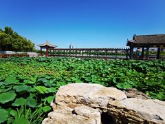 -莲花池公园