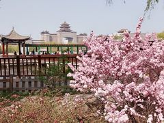 -莲花池公园