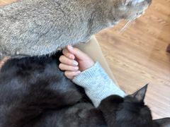 -这儿没有猫·猫咖萌宠馆·撸猫