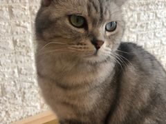 -平行世界·猫咖(首经贸店)