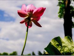 -莲花池公园