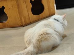 -藏猫猫咖啡主题馆(中央大道店)