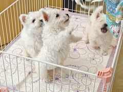 -翊宠yipet猫狗购宠庄园