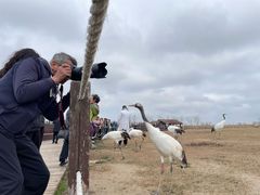 -盐城丹顶鹤湿地生态旅游区