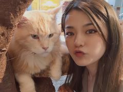 -more than meow吴止猫主题餐厅(承德 中船汇店)