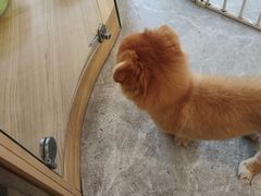 -PETKIT 小佩宠物·低压洗护·美容·寄养(安远店)