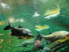 -上海海洋水族馆