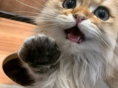 -袖虎·猫馆(体育西路店)