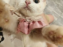 -楼上猫咖(罗湖店)