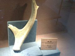 -陕西自然博物馆