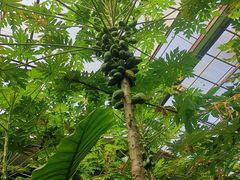 -呀路古热带植物园
