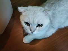 -李小姐の猫咖啡馆(五角场店)